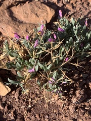 Rhinotropis subspinosa