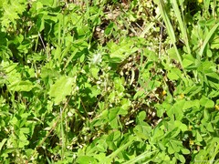 Cerastium brachypetalum