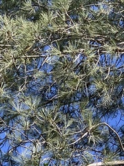 Pinus torreyana