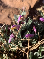 Rhinotropis subspinosa