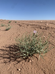 Lygodesmia grandiflora entrada