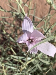 Lygodesmia grandiflora entrada