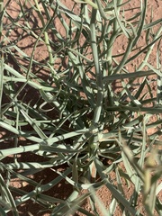 Lygodesmia grandiflora entrada