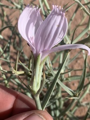 Lygodesmia grandiflora entrada