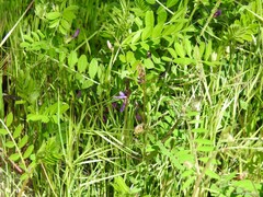 Vicia villosa
