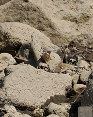Junonia coenia coenia