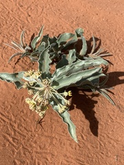 Asclepias macrosperma