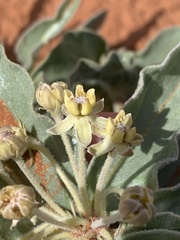 Asclepias macrosperma