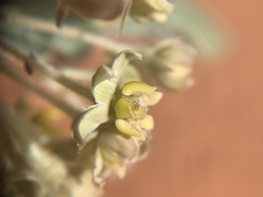 Asclepias macrosperma