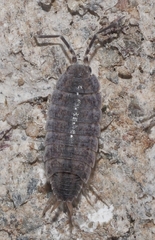 Porcellionides sexfasciatus