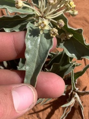 Asclepias macrosperma