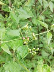 Chromolaena collina