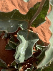 Asclepias macrosperma