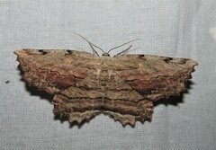 Lytrosis unitaria