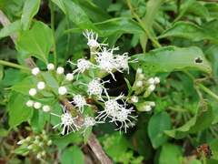 Chromolaena collina
