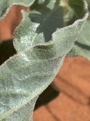 Asclepias macrosperma