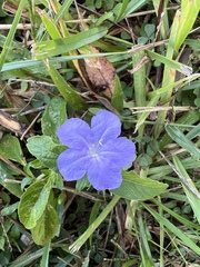 Ruellia caroliniensis