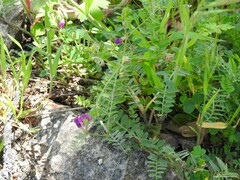 Vicia peregrina