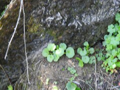 Umbilicus rupestris