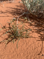 Ipomopsis gunnisonii