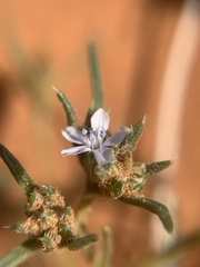 Ipomopsis gunnisonii