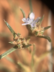 Ipomopsis gunnisonii