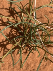 Ipomopsis gunnisonii