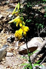 Lilium parryi