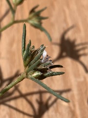 Ipomopsis gunnisonii