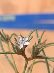 Ipomopsis gunnisonii