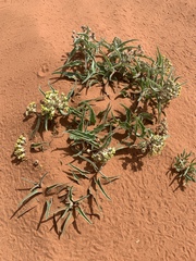 Asclepias macrosperma