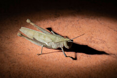 Colpolopha latipennis