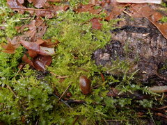 Stereodon subimponens