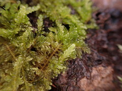 Stereodon subimponens