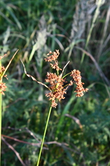Scirpus lushanensis