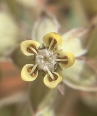 Asclepias macrosperma