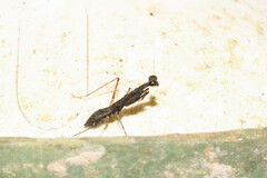 Thrinaconyx