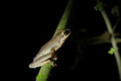 Osteocephalus yasuni