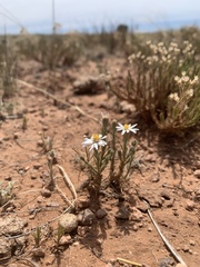 Chaetopappa ericoides