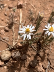 Chaetopappa ericoides