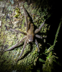 Phoneutria boliviensis