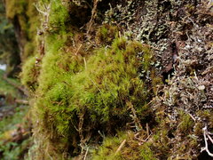 Dicranum fuscescens