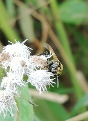Brachygastra mellifica