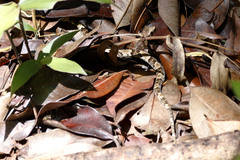 Xenodon rabdocephalus