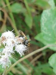 Brachygastra mellifica