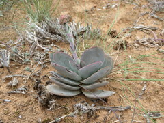 Crassula cotyledonis