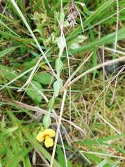 Zornia diphylla