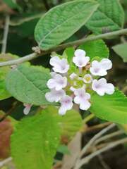 Lantana velutina