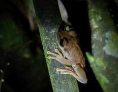 Osteocephalus yasuni