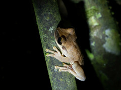 Osteocephalus yasuni